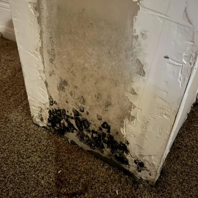 Professional Mold Removal in Warrensville Heights, OH